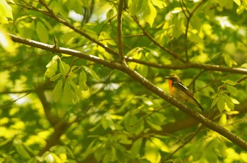 Narcissus Flycatcher 東京都 Sat, 5/2/2020