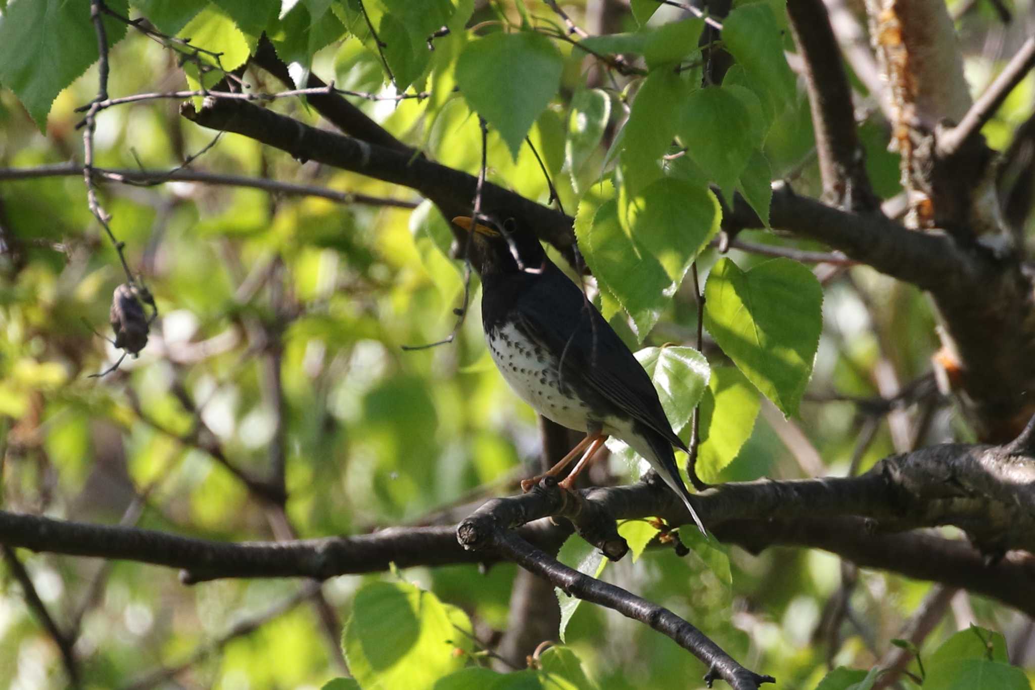 Japanese Thrush