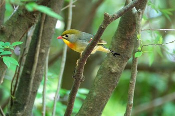 Red-billed Leiothrix 雲仙あざみ谷 Thu, 5/14/2020