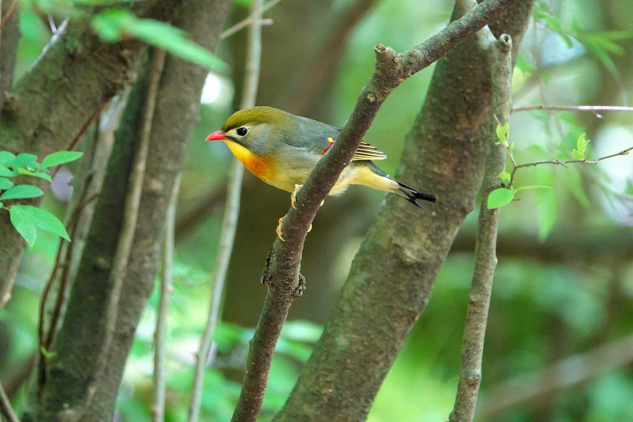 Photo of Red-billed Leiothrix at 雲仙あざみ谷 by M Yama