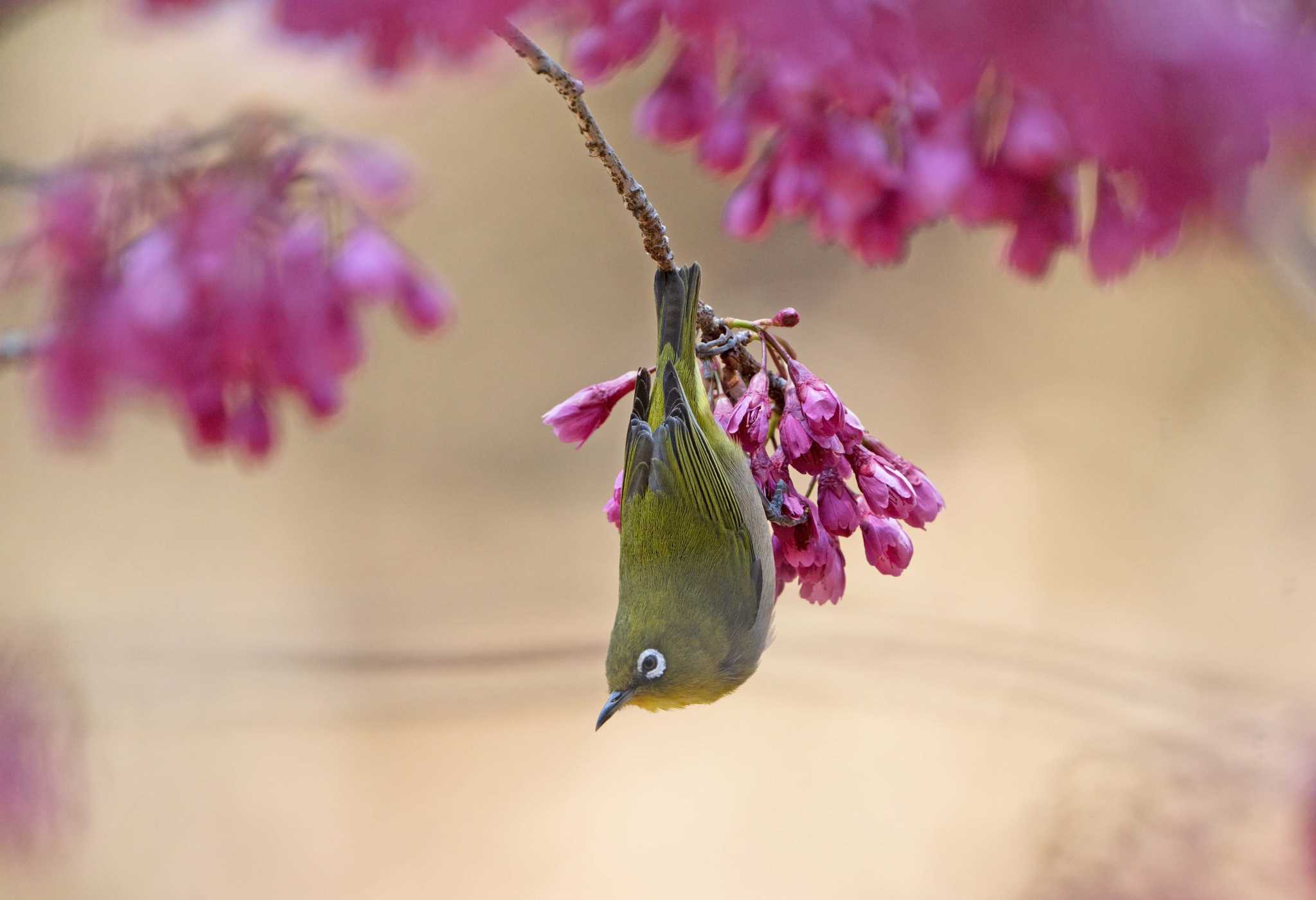 Untitled Photo by 倶利伽羅