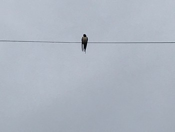 Barn Swallow 深谷市 Sat, 5/16/2020