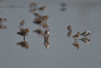 Broad-billed Sandpiper タイ Sat, 2/8/2020