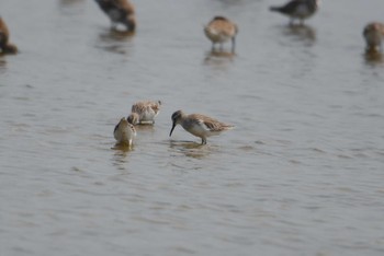 Broad-billed Sandpiper タイ Sat, 2/8/2020