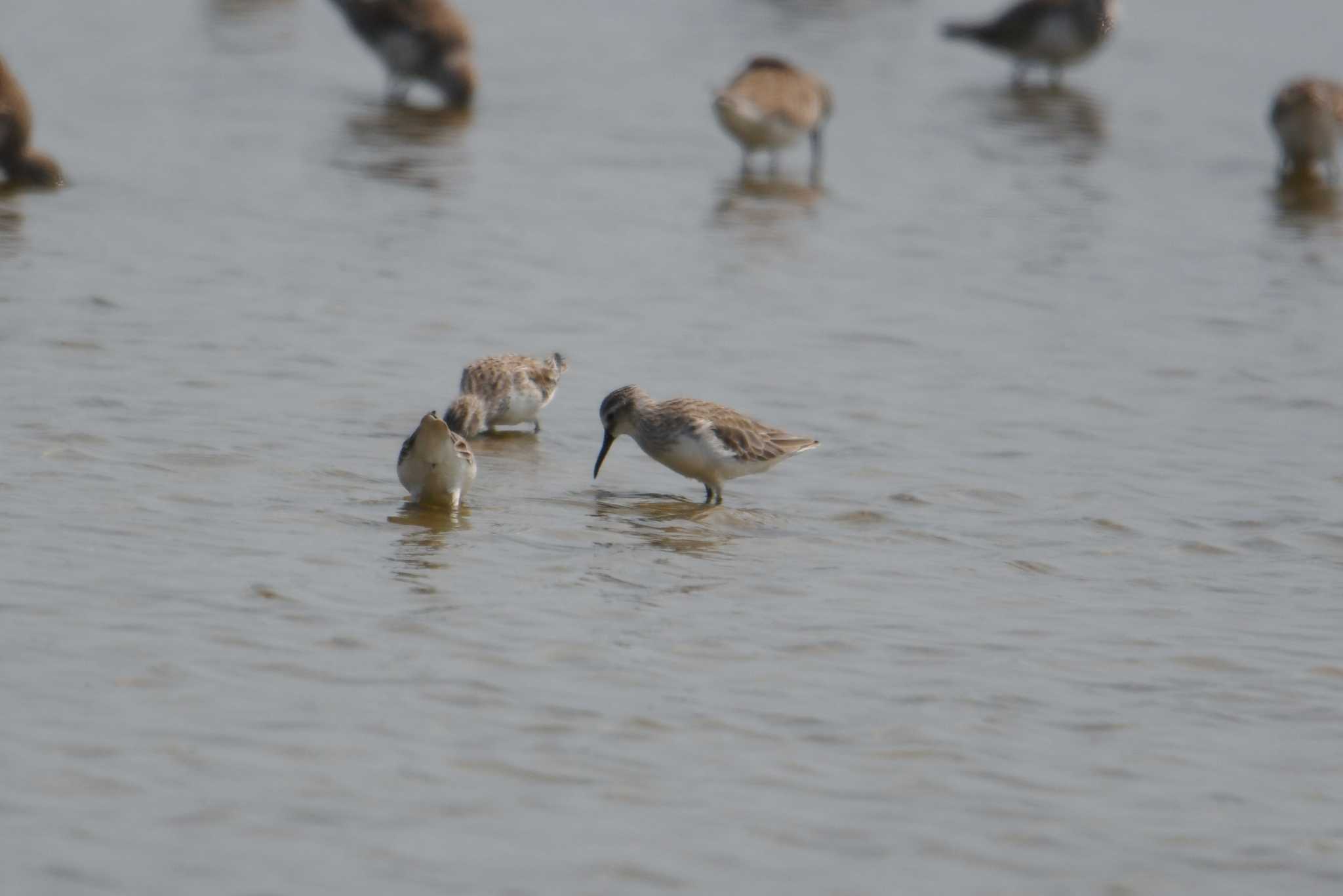 Broad-billed Sandpiper