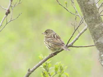 2020年5月16日(土) ウトナイ湖の野鳥観察記録