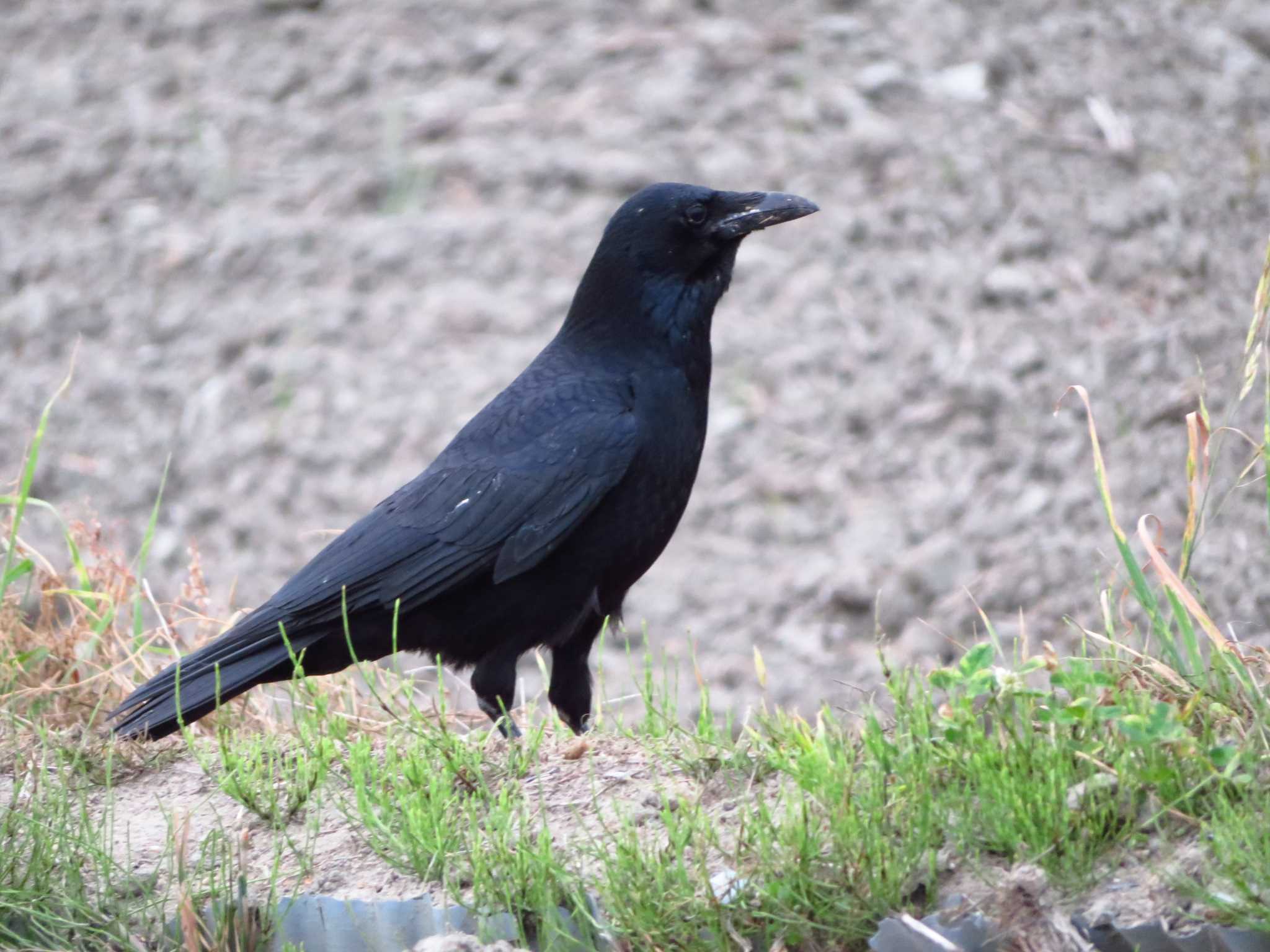 Carrion Crow