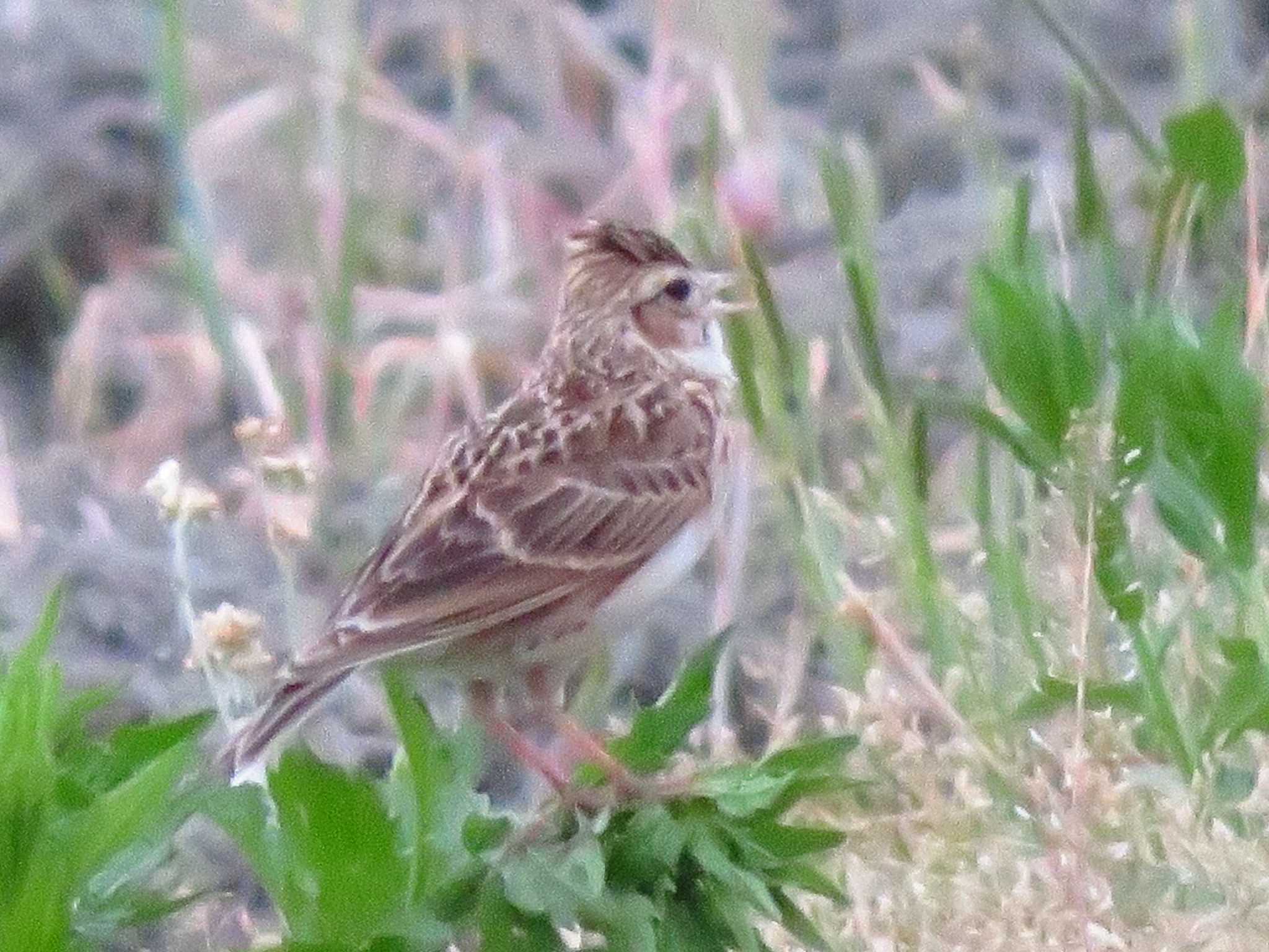 Eurasian Skylark