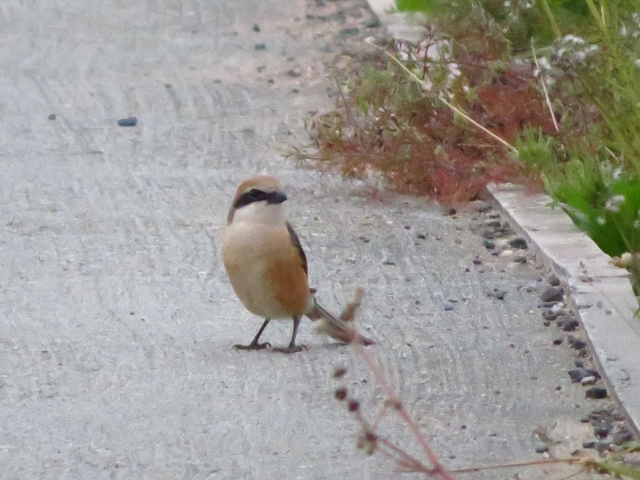 Bull-headed Shrike