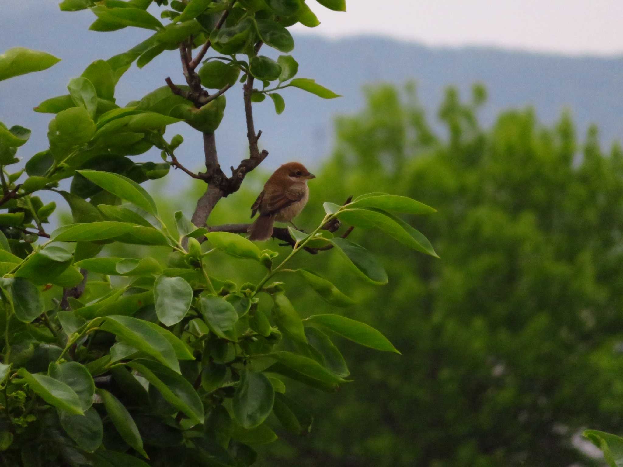 Bull-headed Shrike