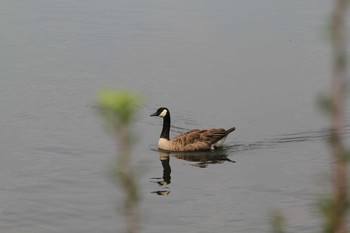 Canada Goose Unknown Spots Sat, 7/31/2010