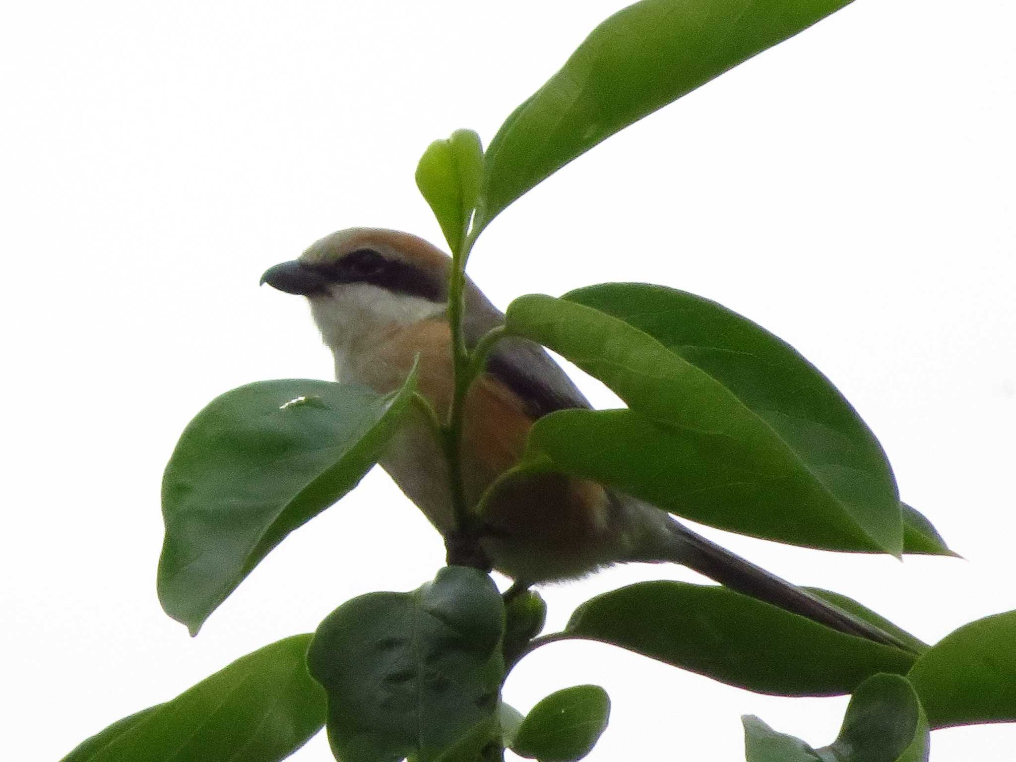 Bull-headed Shrike