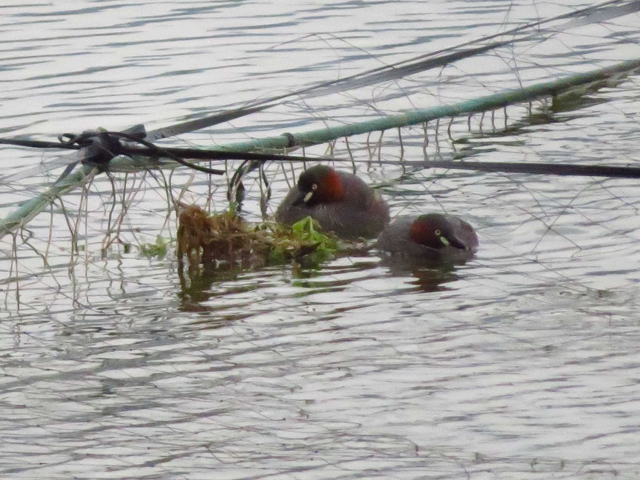 Little Grebe