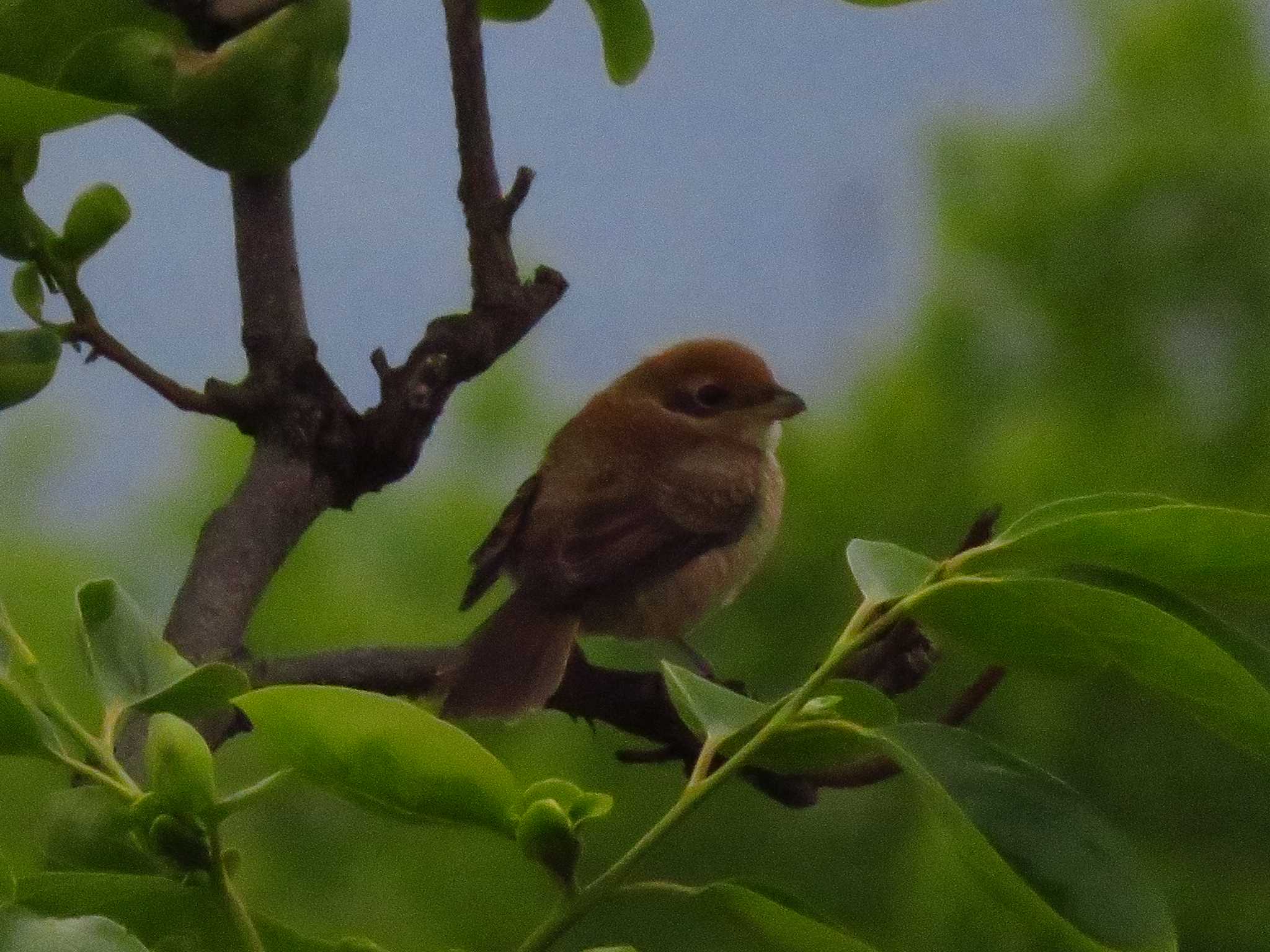 Bull-headed Shrike