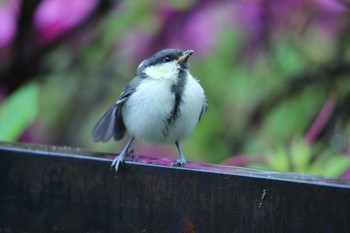 Japanese Tit 自宅 Sat, 5/16/2020