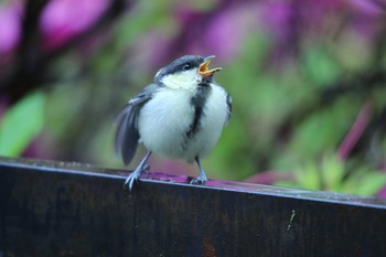 Japanese Tit 自宅 Sat, 5/16/2020