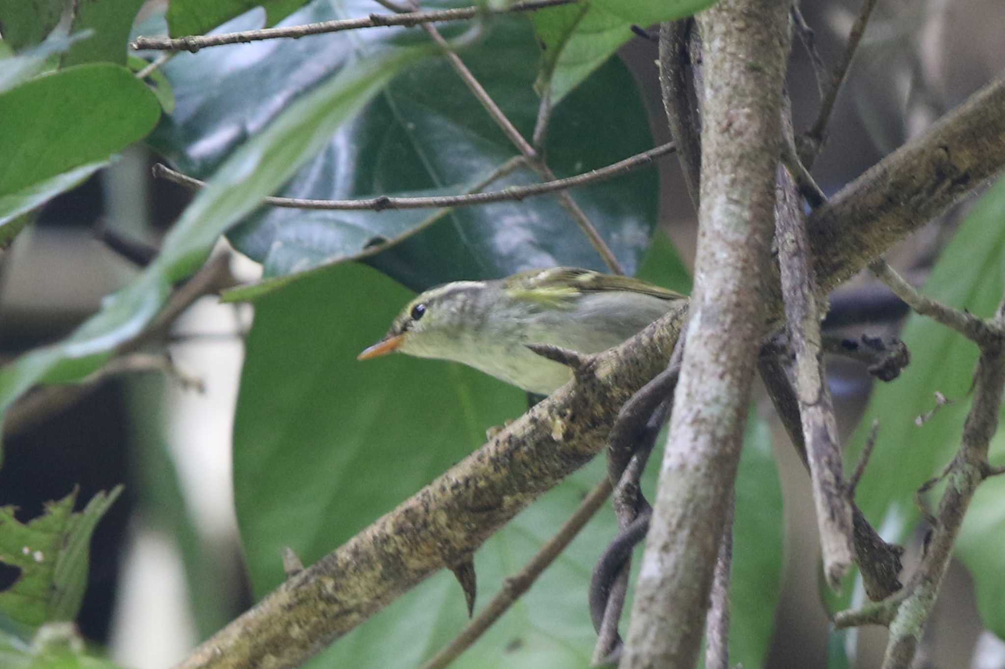 Claudia's Leaf Warbler