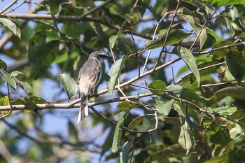 Swinhoe's Minivet Kaeng Krachan National Park Sat, 11/25/2017