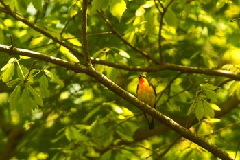 Narcissus Flycatcher 東京都 Sat, 5/2/2020