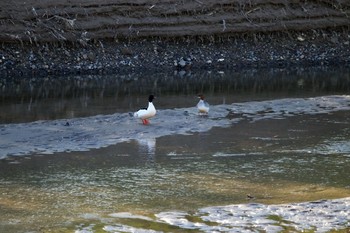 カワアイサ 長流川 2020年5月15日(金)