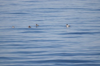 ウミアイサ 長流川 2020年5月15日(金)