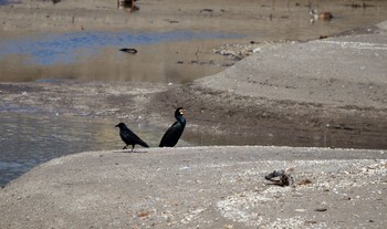 2020年5月15日(金) 気門別川の野鳥観察記録