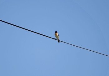 2020年5月15日(金) 伊達市の野鳥観察記録