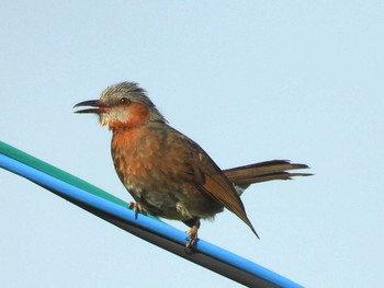 Fri, 5/15/2020 Birding report at 恩納村