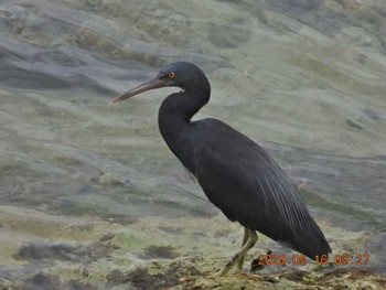 Sat, 5/16/2020 Birding report at 恩納村