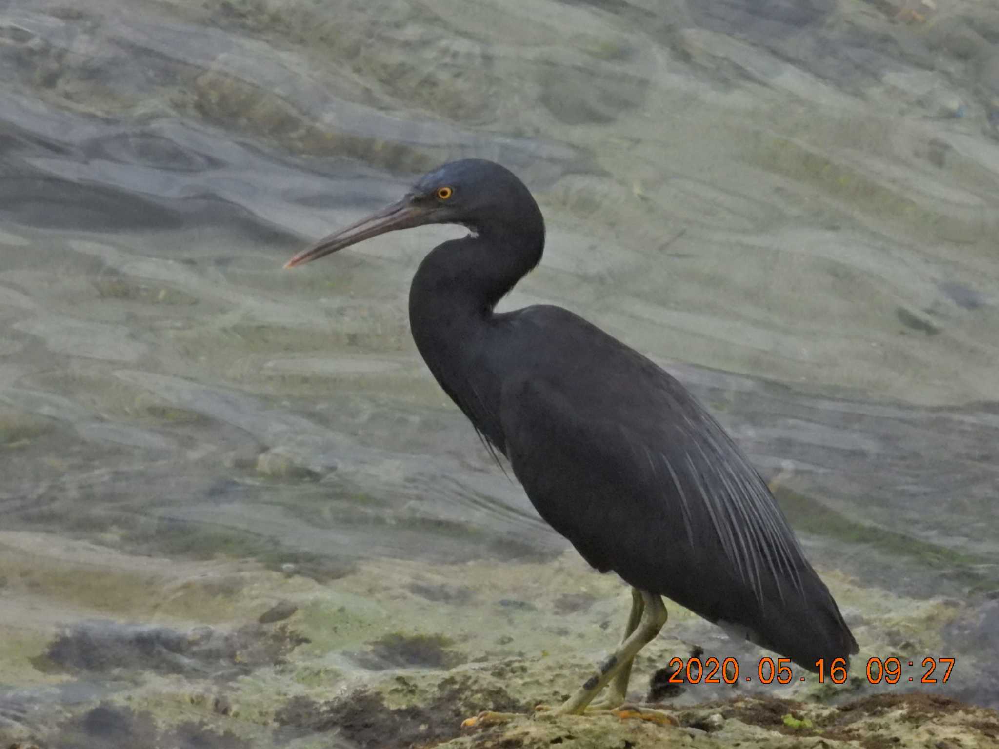 Pacific Reef Heron