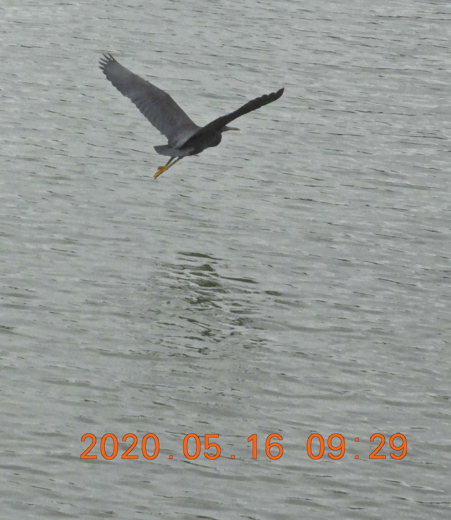 Pacific Reef Heron