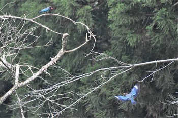 Oriental Dollarbird 松之山 Sat, 5/16/2020