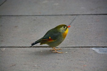 ソウシチョウ 成都大熊猫繁育研究基地(成都,中国) 2019年12月31日(火)