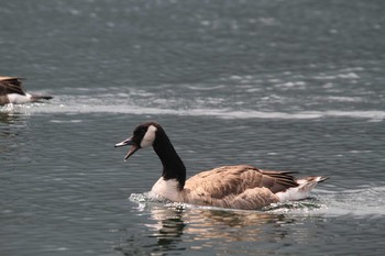 Canada Goose Unknown Spots Sat, 7/31/2010