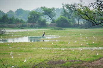 Unknown Species Keoladeo National Park Mon, 8/5/2019