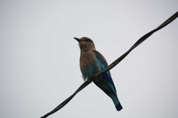 Indian Roller Keoladeo National Park Mon, 8/5/2019