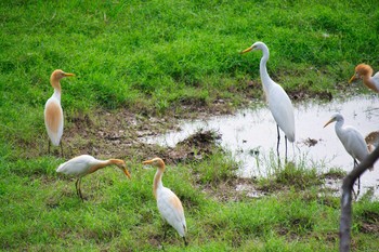 Eastern Cattle Egret Keoladeo National Park Mon, 8/5/2019