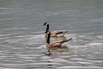 Canada Goose Unknown Spots Sat, 7/31/2010