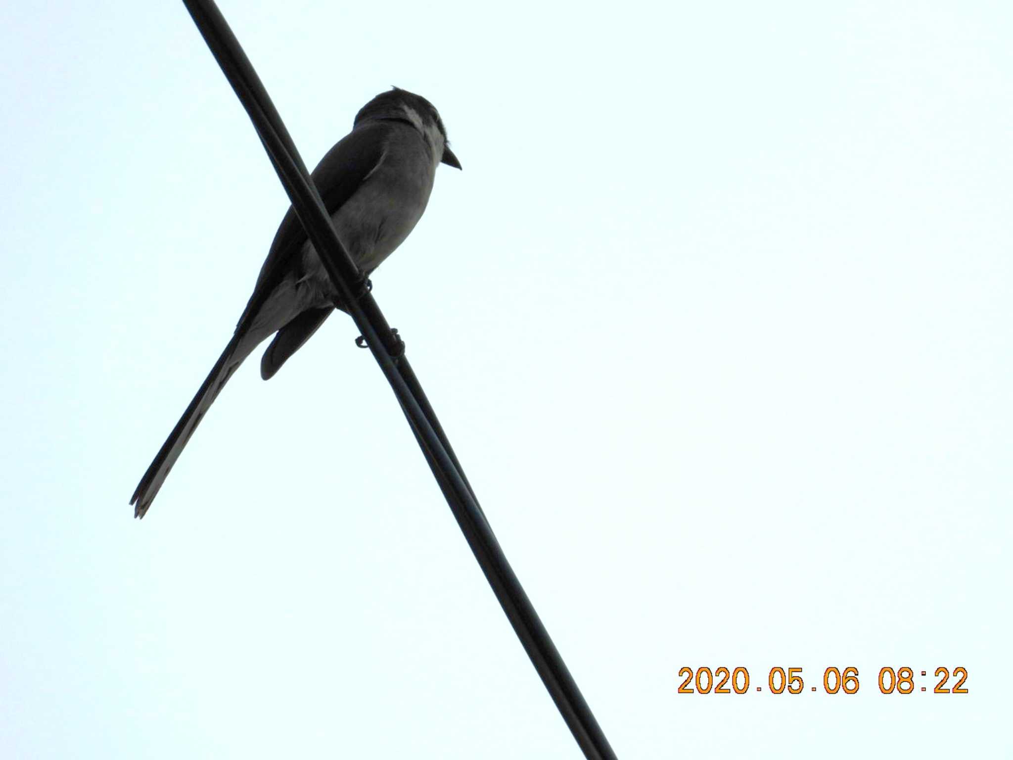 Ashy Minivet