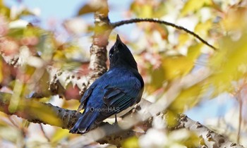 Blue-and-white Flycatcher 東京都多摩地域 Sat, 4/13/2019