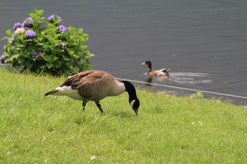 Canada Goose Unknown Spots Sat, 7/31/2010