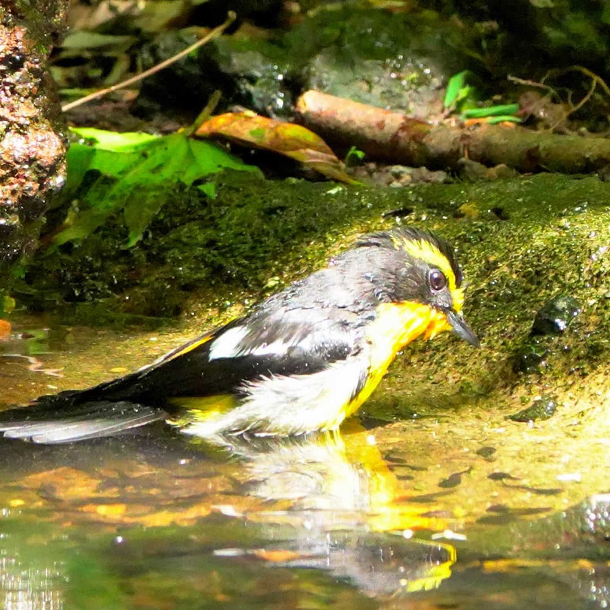 Photo of Narcissus Flycatcher at 雲仙あざみ谷 by M Yama