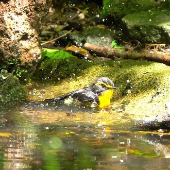 Narcissus Flycatcher 雲仙あざみ谷 Thu, 5/14/2020