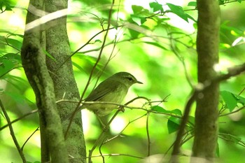 Japanese Bush Warbler 雲仙あざみ谷 Thu, 5/14/2020