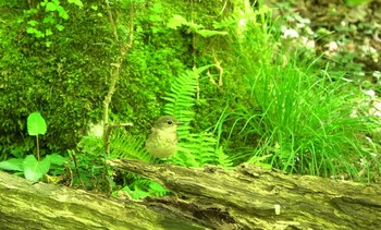 Narcissus Flycatcher 雲仙あざみ谷 Thu, 5/14/2020