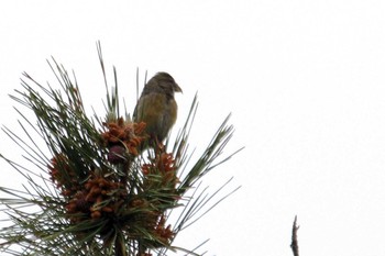 Two-barred Crossbill Unknown Spots Fri, 5/23/2014