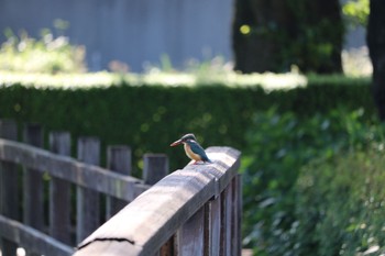 Common Kingfisher 深谷市下台池公園 Sun, 5/17/2020