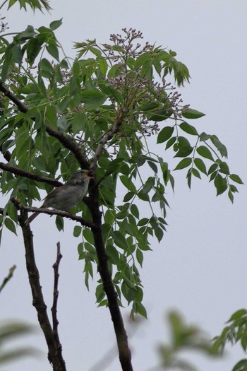 Japanese Bush Warbler 淀川河川公園 Sun, 5/17/2020