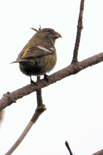 Two-barred Crossbill Unknown Spots Fri, 5/23/2014