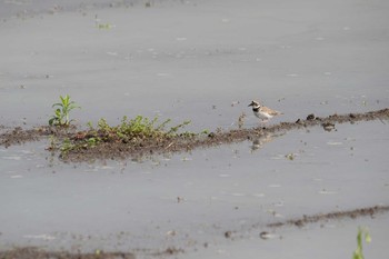 Little Ringed Plover 長野県 Sun, 5/17/2020